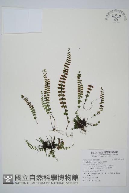 鐵角蕨藏品圖，第1張