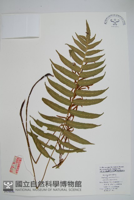 華東瘤足蕨藏品圖，第1張