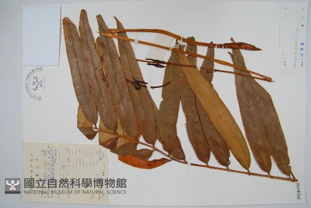 華南紫萁藏品圖，第1張