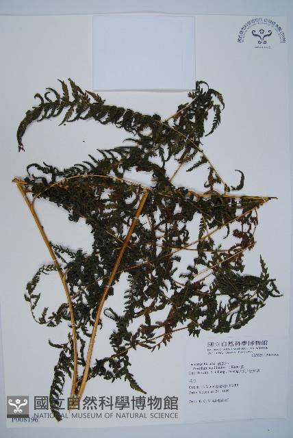 蕨藏品圖，第1張