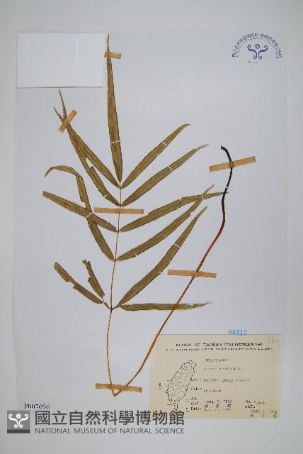 大葉鳳尾蕨藏品圖，第1張