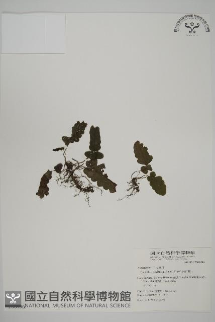地耳蕨藏品圖，第1張