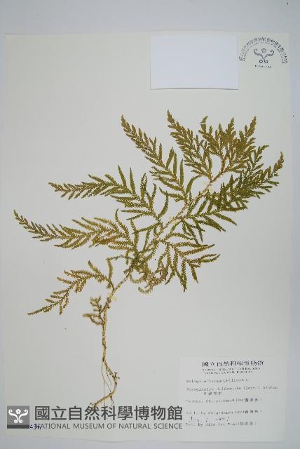 全緣卷柏藏品圖，第1張