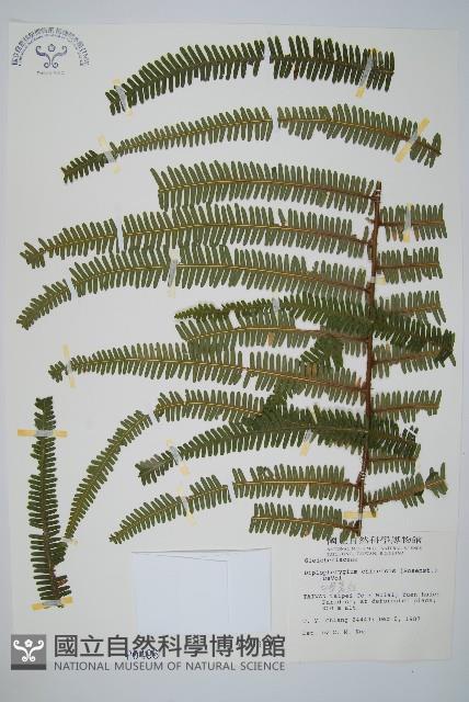 中華裡白藏品圖，第1張