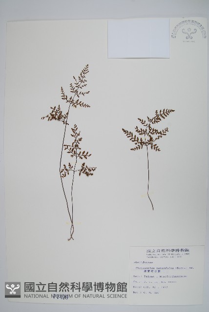 薄葉碎米蕨藏品圖，第1張
