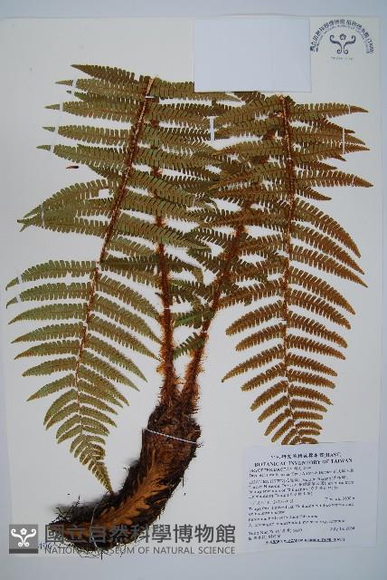 瓦氏鱗毛蕨藏品圖，第1張