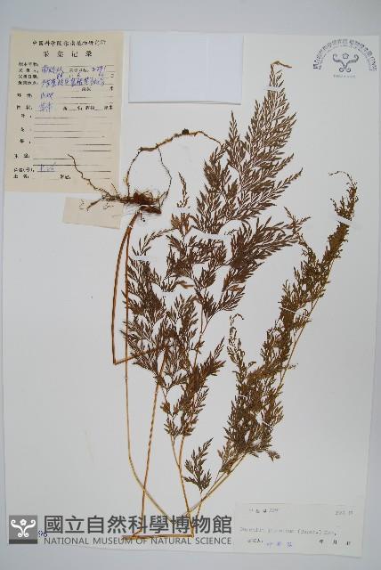 日本金粉蕨藏品圖，第1張