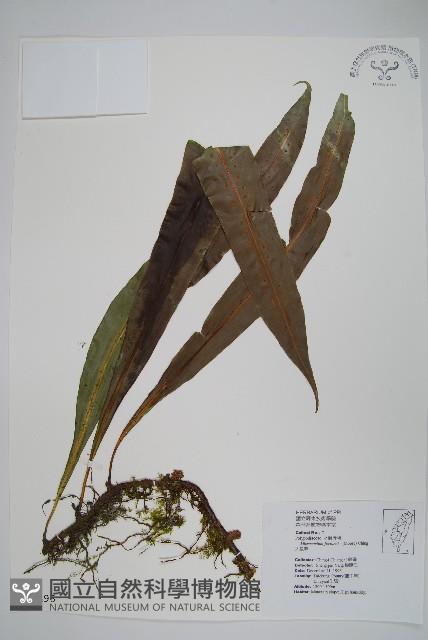 大星蕨藏品圖，第1張