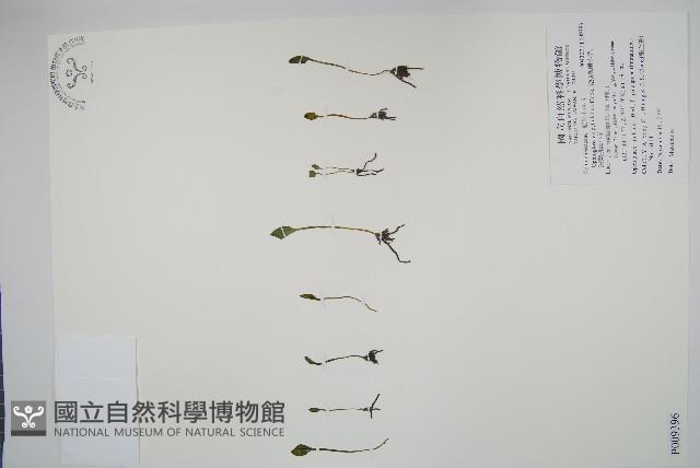 鈍頭瓶爾小草、狹葉瓶爾小草藏品圖，第1張