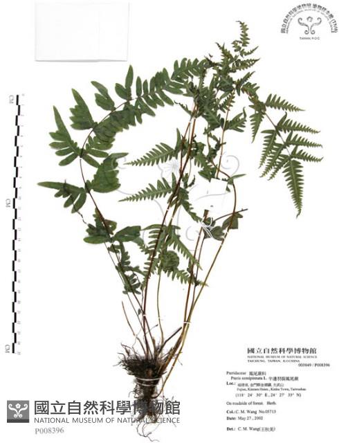 半邊羽裂鳳尾蕨藏品圖，第1張