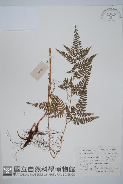 小葉複葉耳蕨藏品圖，第1張