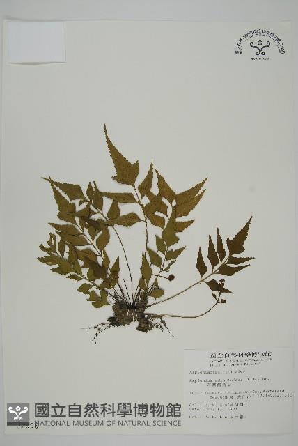 革葉鐵角蕨藏品圖，第1張