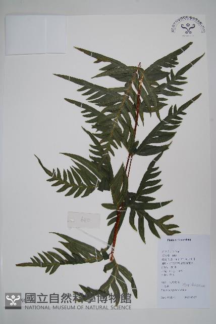 半邊羽裂鳳尾蕨藏品圖，第1張