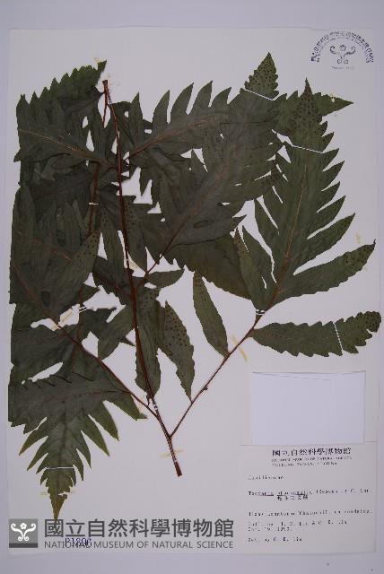 蛇脈三叉蕨藏品圖，第1張