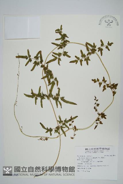 海金沙藏品圖，第1張