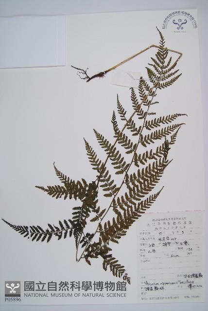 日本蹄蓋蕨藏品圖，第1張