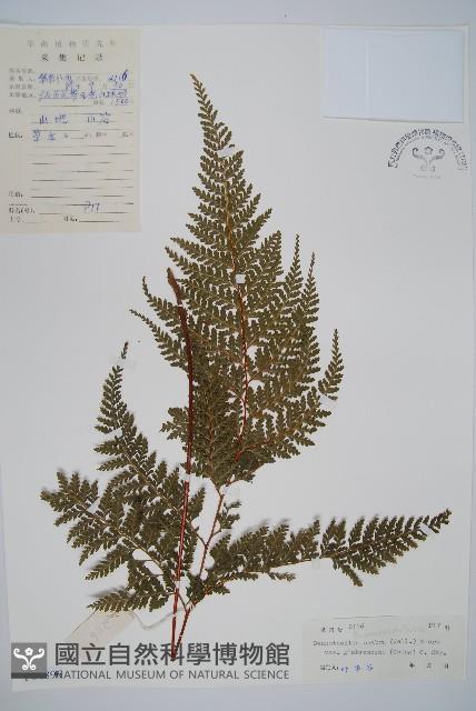 光葉碗蕨藏品圖，第1張