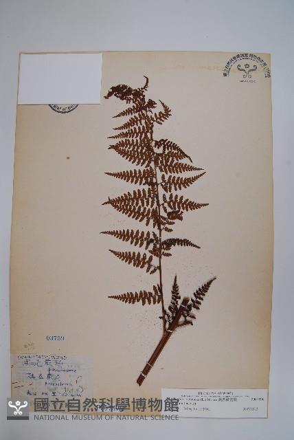 熱帶鱗蓋蕨藏品圖，第1張