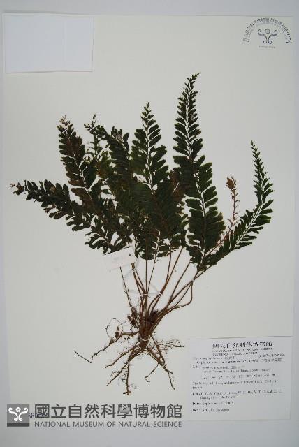 菲律賓厚葉蕨藏品圖，第1張