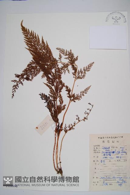 烏蕨藏品圖，第1張