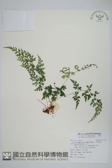 日本金粉蕨藏品圖，第1張