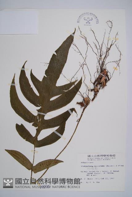 假腸蕨藏品圖，第1張