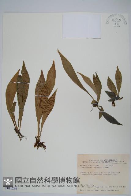 臺灣車前蕨藏品圖，第1張