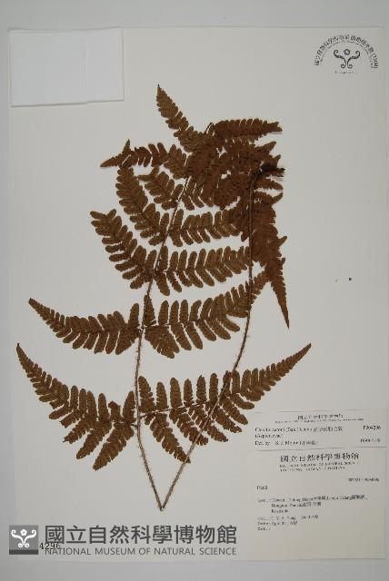 愛德氏肋毛蕨藏品圖，第1張