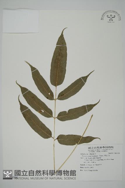 華鳳丫蕨藏品圖，第1張