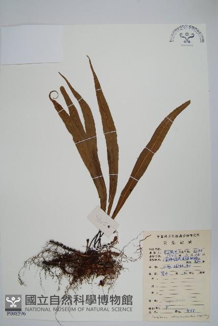 粵瓦葦藏品圖，第1張