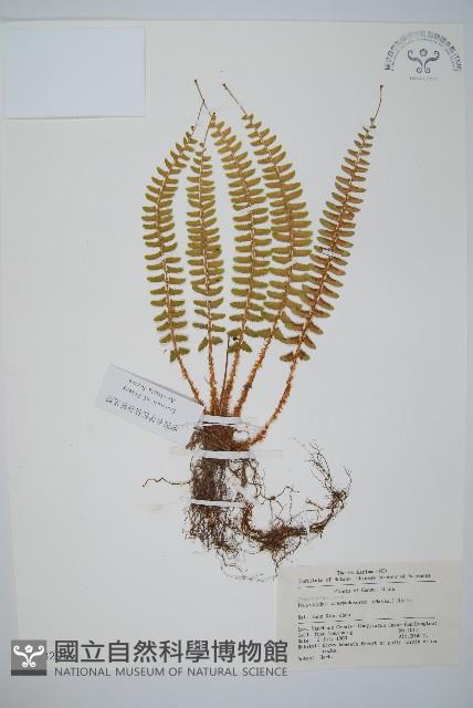 鞭葉耳蕨藏品圖，第1張