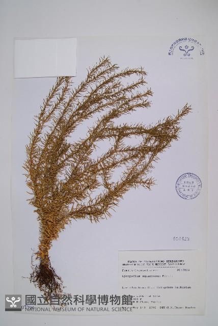 柳杉葉蔓石松藏品圖，第1張