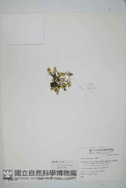 厚邊蕨藏品圖，第1張