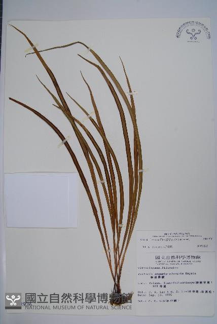 書帶蕨藏品圖，第1張