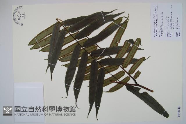 Vessel fern Collection Image, Figure 1, Total 2 Figures