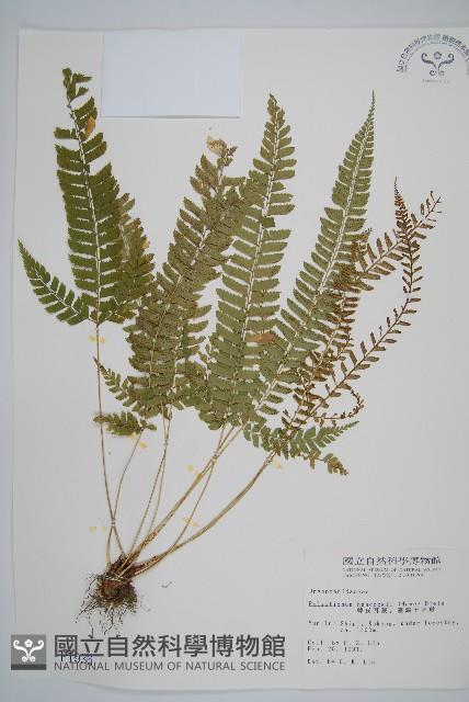 韓氏耳蕨藏品圖，第1張