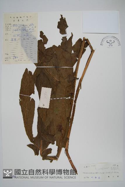 箭葉星蕨藏品圖，第1張