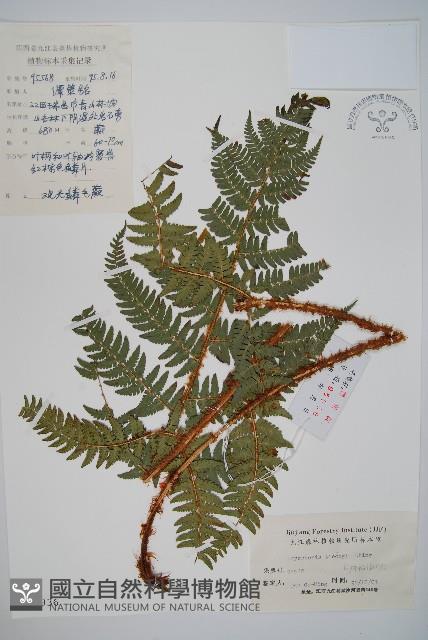 觀光鱗毛蕨藏品圖，第1張