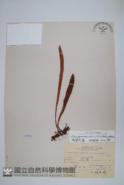 柳葉劍蕨藏品圖，第1張