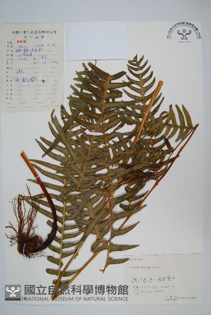 溪鳳尾蕨藏品圖，第1張