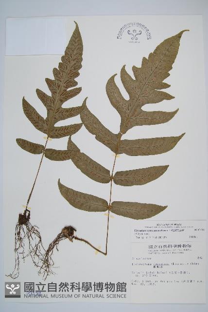 網脈雙蓋蕨藏品圖，第1張