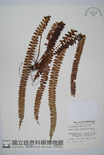 芽胞耳蕨、芽孢耳蕨藏品圖，第1張