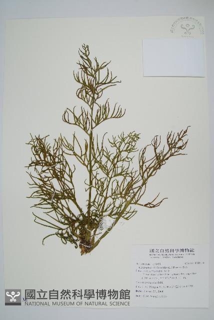 水蕨藏品圖，第1張