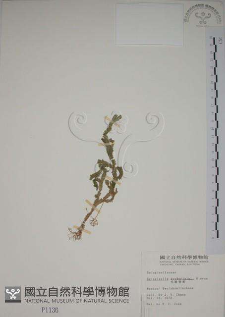 生根卷柏藏品圖，第1張