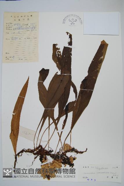 波氏星蕨藏品圖，第1張