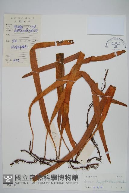 南洋石葦藏品圖，第1張