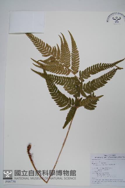 南海鱗毛蕨藏品圖，第1張