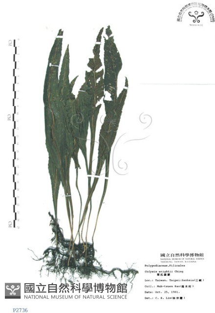 萊氏線蕨藏品圖，第1張