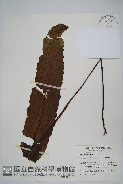 扇蕨藏品圖，第1張