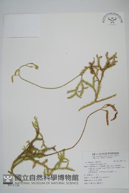 石松藏品圖，第1張